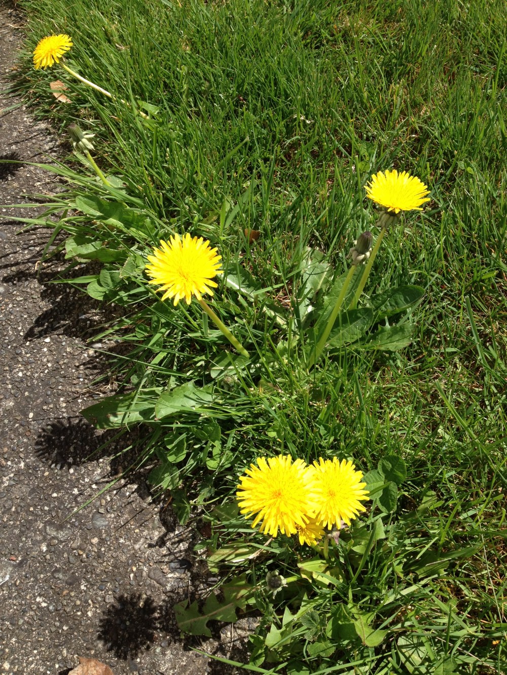 Dandelion